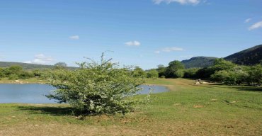 BOSQUES DE PILRITEIROS EM FLOR