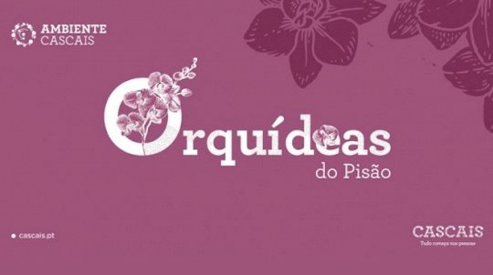 Orquídeas do Pisão