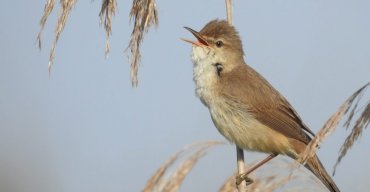 O maravilhoso mundo do canto das aves