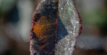 Um Ano no Parque - Jorge Sarmento