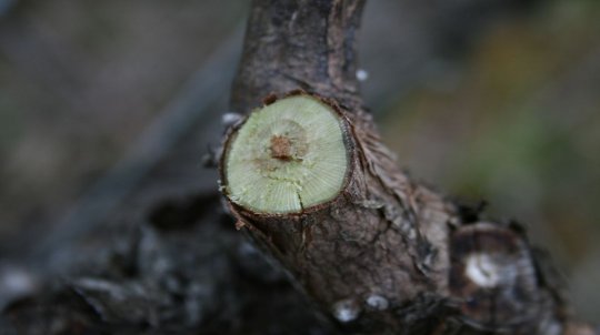 Oficina de Poda de Fruteiras