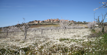 Festa da Amendoeira em flor | Figueira de Castelo Rodrigo