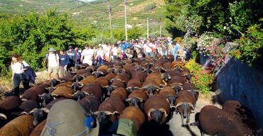 Festival dos Caminhos da Transumância