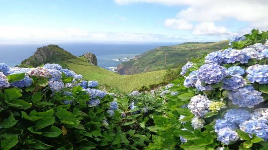 Caminhando nas Flores e Corvo