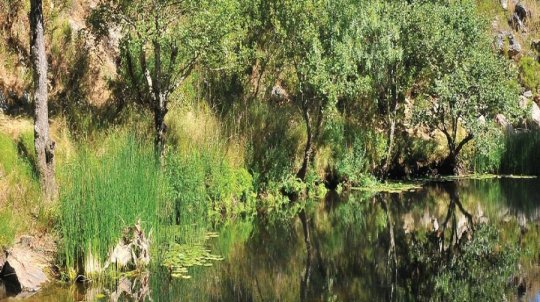 Biodiversidade da Ribeira do Torgal